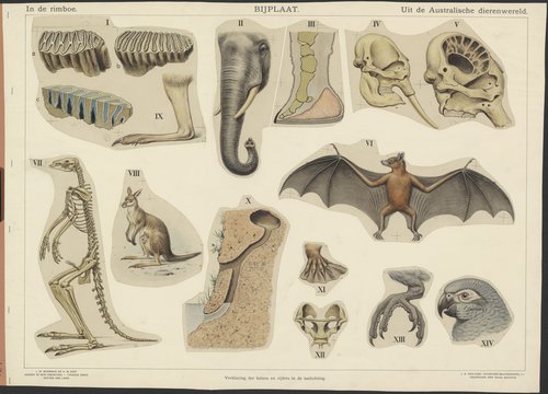 Marinus Adrianus Koekkoek		illustratie schoolplaat	Bijplaat: In de rimboe en Uit de Australische dierenwereld	1920-1925	Aquarel	H71 x B101 cm	Bijplaat bij de 11e 'In de Rimboe' en de 12e schoolplaat 'Uit de Australische dier